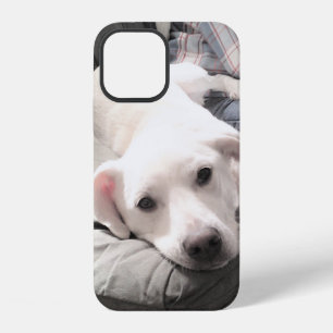 Photo of Cute White Dog Hanging Out with Dad iPhone 12 Case