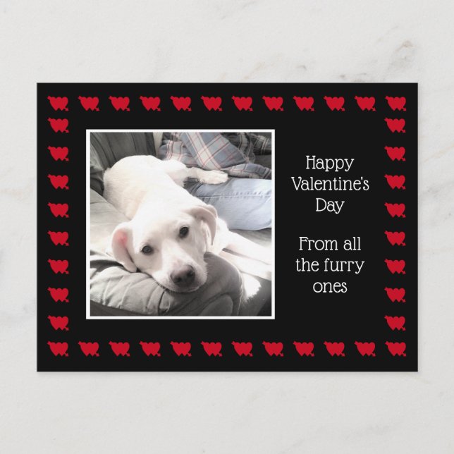 Photo of Cute White Dog With Best Friend Dad Postcard (Front)