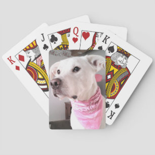 Photo of Cute White Puppy Dog Wearing Pink Scarf Playing Cards