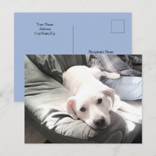 Photo of Dog Sitting Next to Best Friend Blue      Postcard
