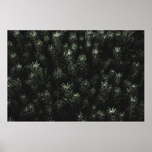 Photo of green fir plant poster