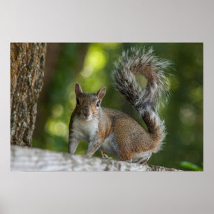 Photo of Grey Squirrel Poster