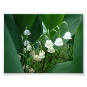 Photo of Lily of the Valley flowers