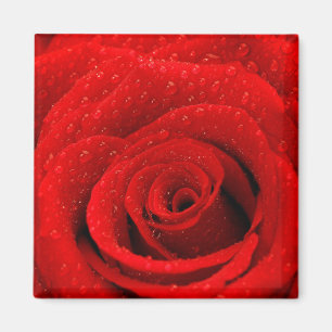 Photo of Red Rose Background Magnet