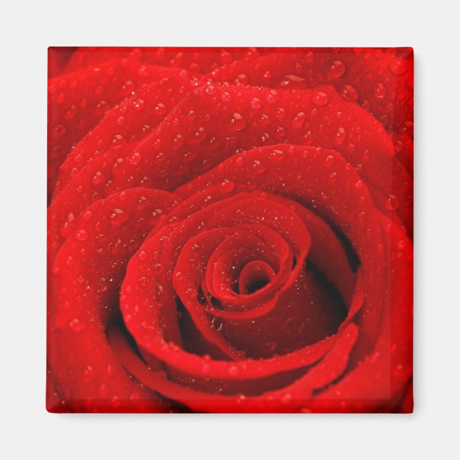 Photo of Red Rose Background Magnet (Front)