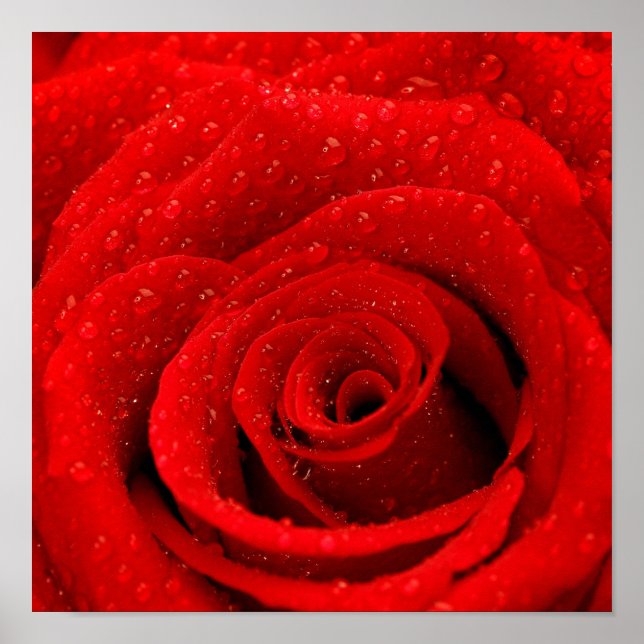 Photo of Red Rose Background Poster (Front)