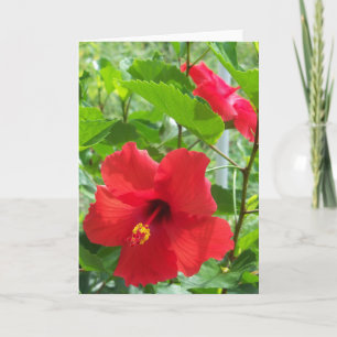 Photo of red tropical hibiscus flowers on a card