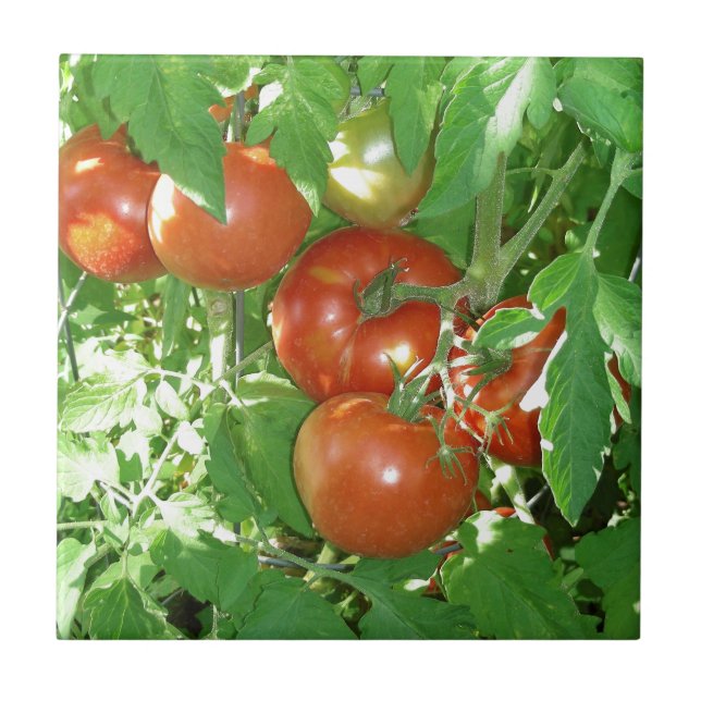 Photo of ripe red tomatoes on the vine. ceramic tile (Front)