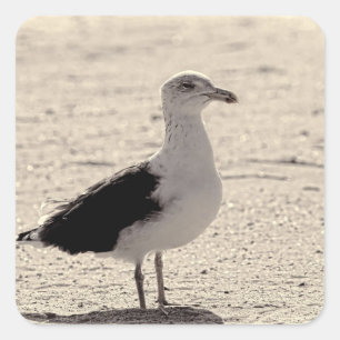 Photo of Seagull on Coney Island Beach Square Sticker