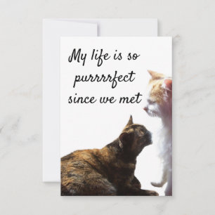 Photo of Two Cats with Valentine's Purrfect Life 
