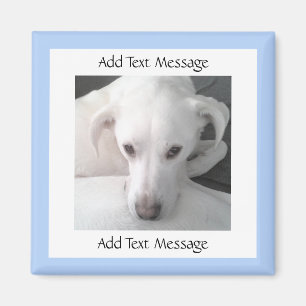 Photo Of Unique White Labrador Retriever Mix Dog Magnet