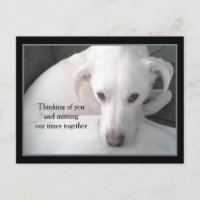 Photo of Unique White Labrador Retriever Mix Dog P