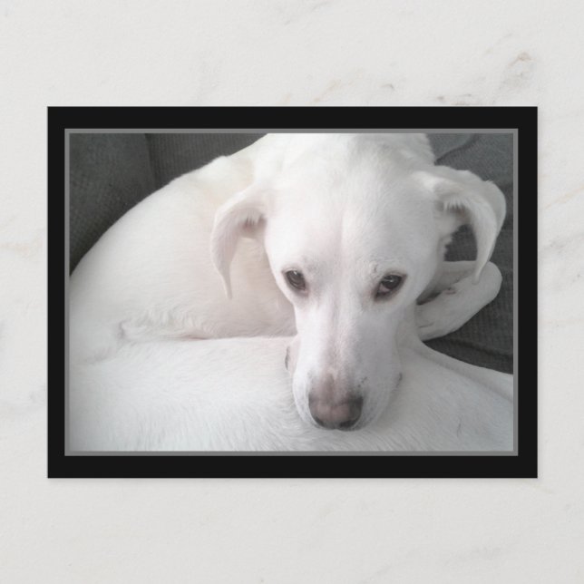 Photo of Unique White Labrador Retriever Mix Dog Postcard (Front)