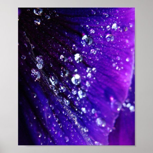Photo of Water drops on purple flower Poster (Front)