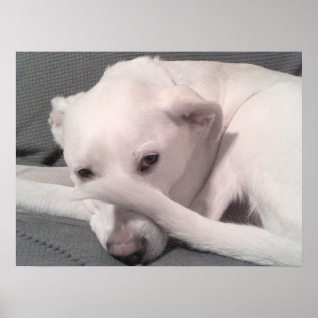 Photo of White Dog With Tail on Face Grey Poster (Front)