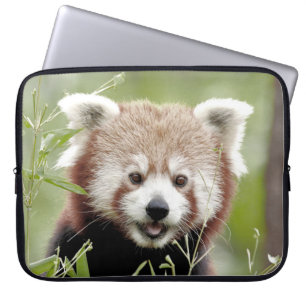 Photo panda , animals laptop cases . 