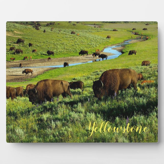 Photo Plaque-Yellowstone Buffalo Plaque (Front)