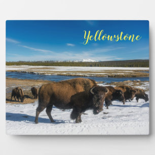 Photo Plaque-Yellowstone Buffalo Plaque