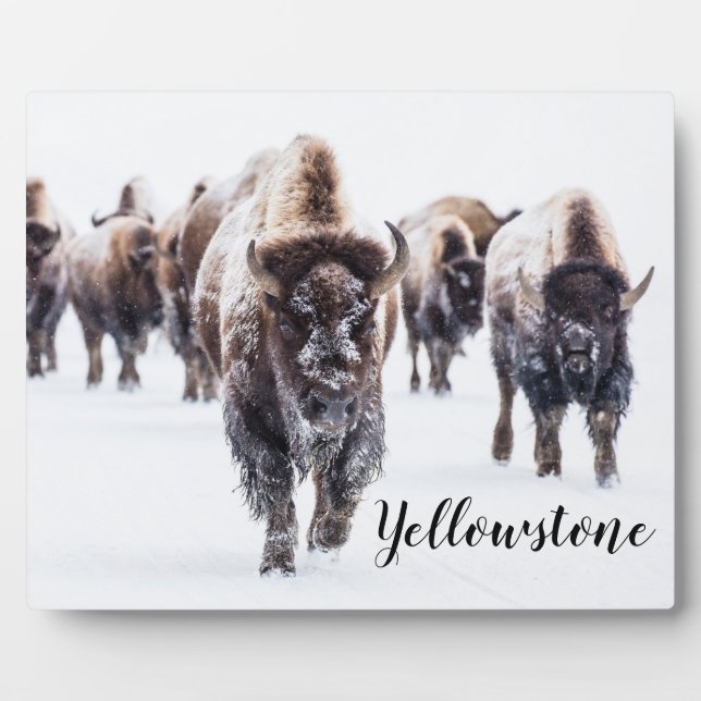 Photo Plaque-Yellowstone Buffalo Plaque (Front)