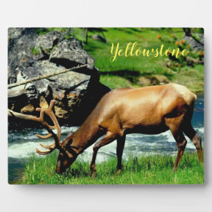 Photo Plaque-Yellowstone Elk Plaque