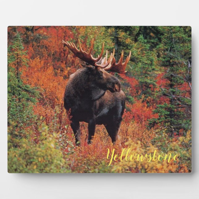 Photo Plaque-Yellowstone Moose Plaque (Front)