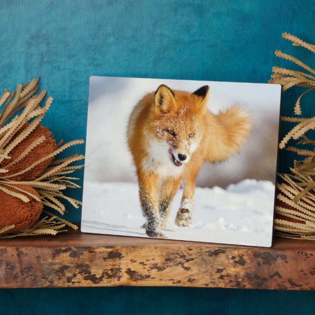 Photo Plaque-Yellowstone Red Fox Plaque (Side)