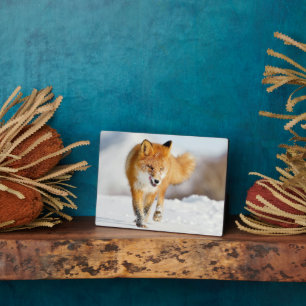 Photo Plaque-Yellowstone Red Fox Plaque