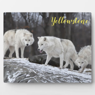 Photo Plaque-Yellowstone Wolves Plaque