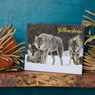 Photo Plaque-Yellowstone Wolves Plaque