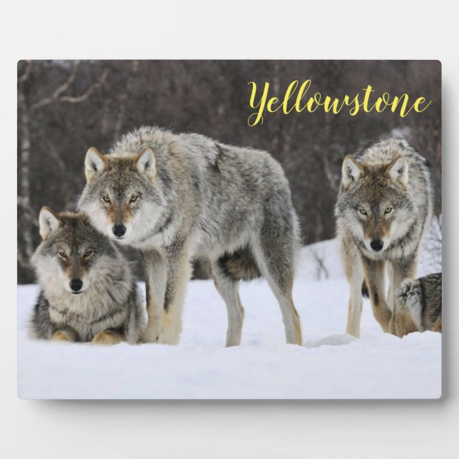 Photo Plaque-Yellowstone Wolves Plaque (Front)