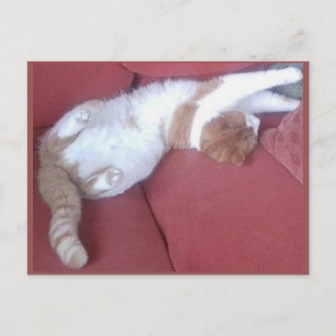 Photo Postcard 9 - Cat Nap 1 - Animal Beauty