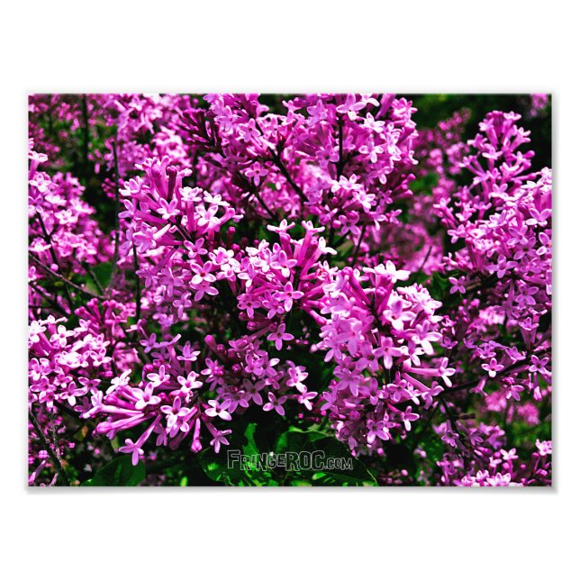 Photo Print (Exact Size) - Purple Antique Lilacs (Front)
