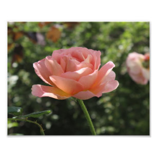 Photo Print of Abraham Darby Rose