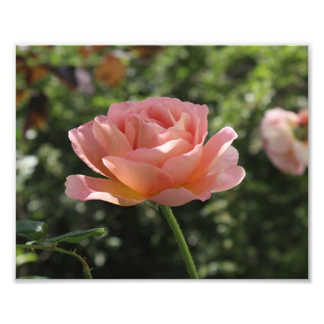 Photo Print of Abraham Darby Rose (Front)
