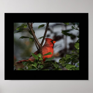 Photo Print of Cardinal 8x10