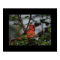 Photo Print of Cardinal 8x10