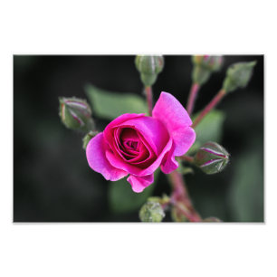 Photo Print Pink Rose And Buds Photography