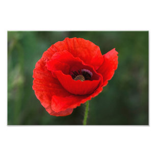 Photo Print - Poppy Elegance