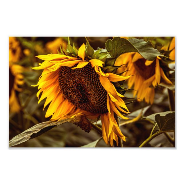 Photo Print Sunflower Elegance (Front)