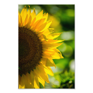 Photo Print Sunflower Floral Nature Photography