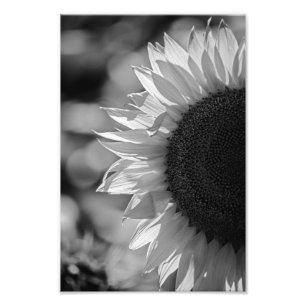 Photo Print Sunflower In The Field BW Photography