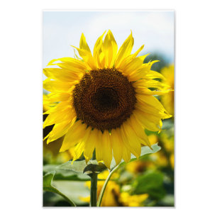 Photo Print - Sunflower Isolated