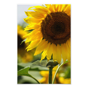 Photo Print - Sunflower Summer Vibrance