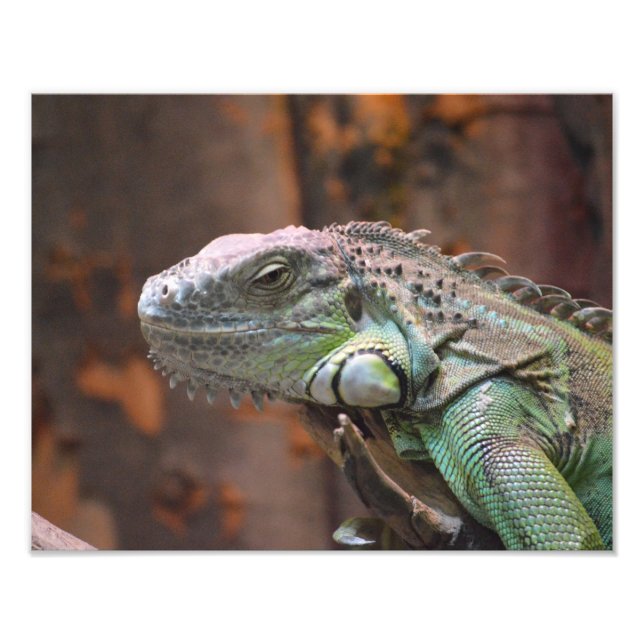 Photo print with colourful Iguana lizard (Front)