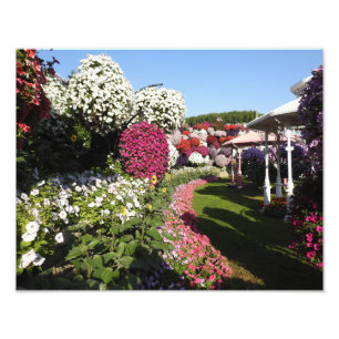 Photo Print with Petunias