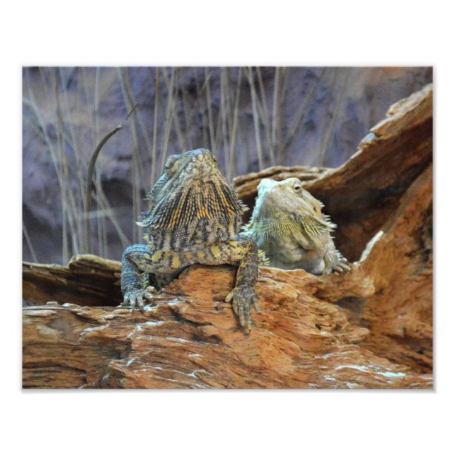 Photo print with two curious lizards (Front)