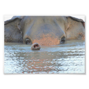 Photo prints: Wildlife and Nature Photography