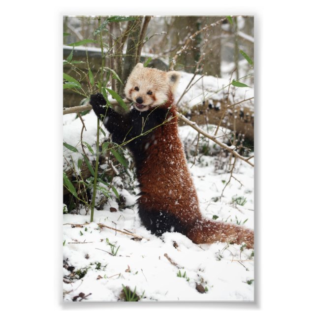 Photo - red panda (Front)