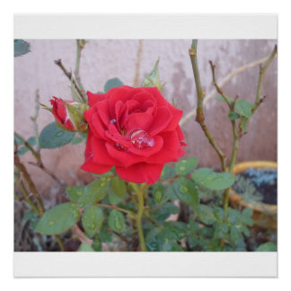 photo roses poster