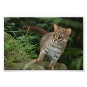 Photo - rusty spotted cat